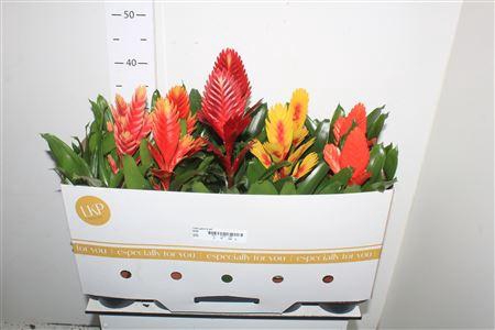 <h4>Vries Gem 8 Srt</h4>