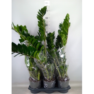 Zamioculcas zamiifolia
