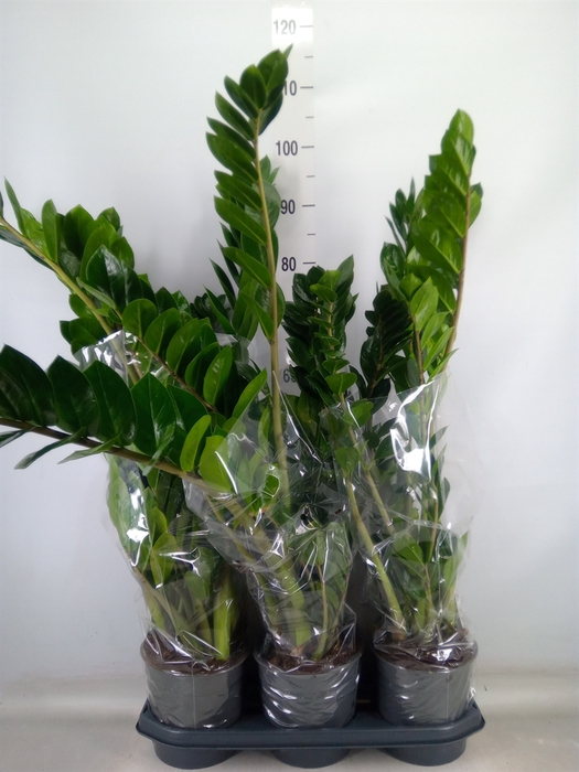 <h4>Zamioculcas zamiifolia</h4>