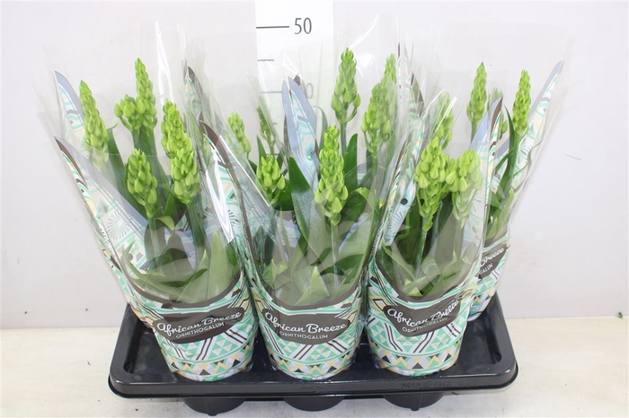 <h4>Ornithogalum Thyrsoides Snowflake Wit 3pp</h4>