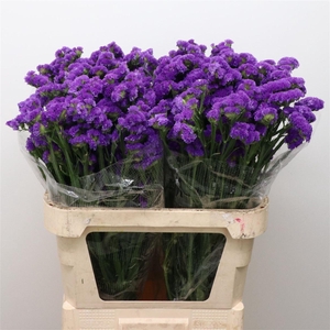 Limonium St Blue Birds X50