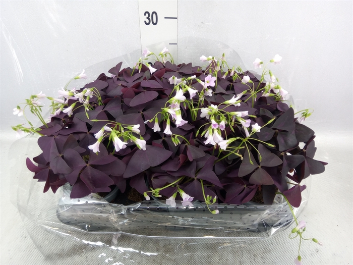 Oxalis   ...