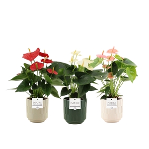 Anthurium 12 cm 3 color mix in Pure Tess ceramics