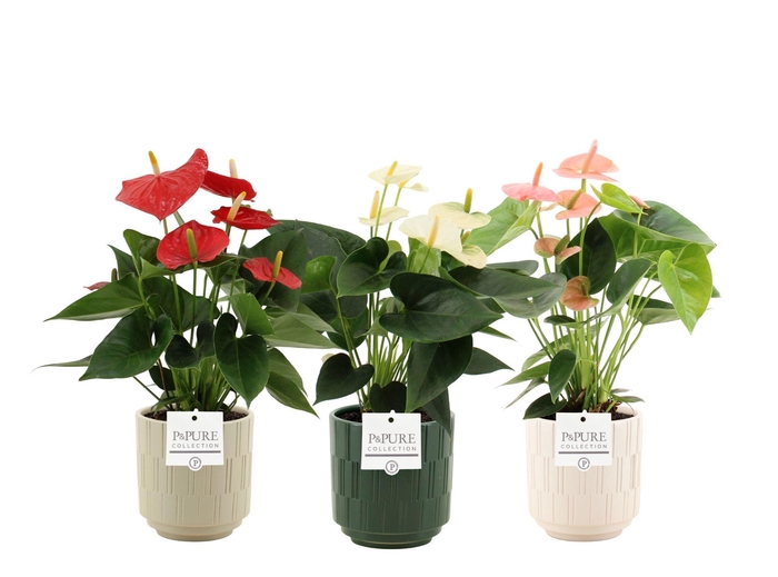 <h4>Anthurium 12 cm 3 color mix in Pure Tess ceramics</h4>
