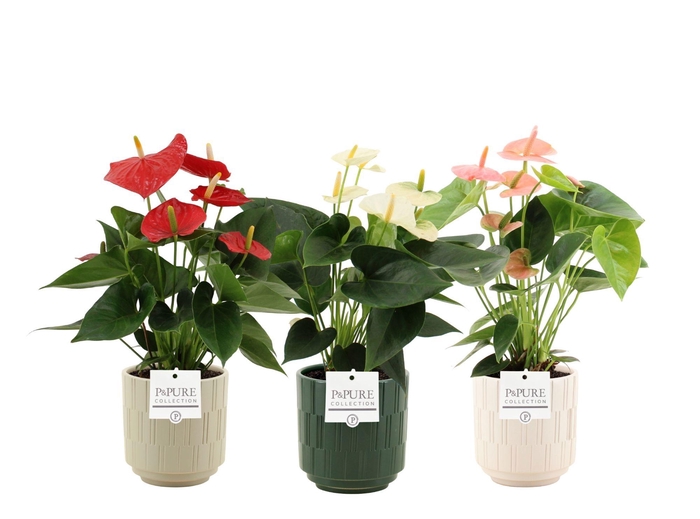 <h4>Anthurium 12 cm 3 color mix in Pure Tess ceramics</h4>