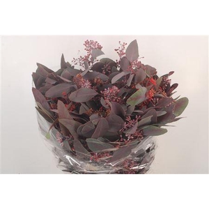 Euca Populus Berry V Red Per Bunch