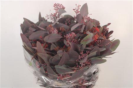 <h4>Euca Populus Berry V Red Per Bunch</h4>