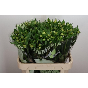 Alstr White Swan 100gr