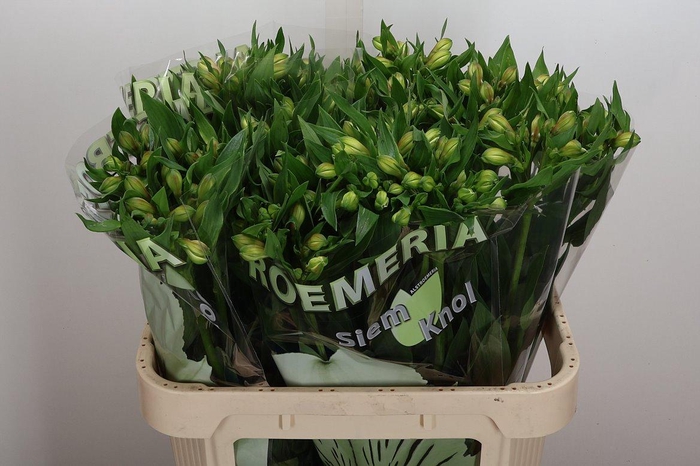 <h4>Alstr White Swan 100gr</h4>