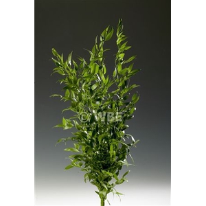 Ruscus Lang 500 Gr Italie