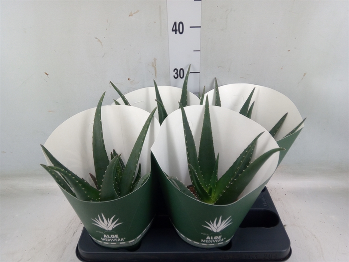 <h4>Aloe  'Tropical'</h4>