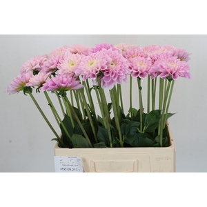 Dahlia Sweet Love