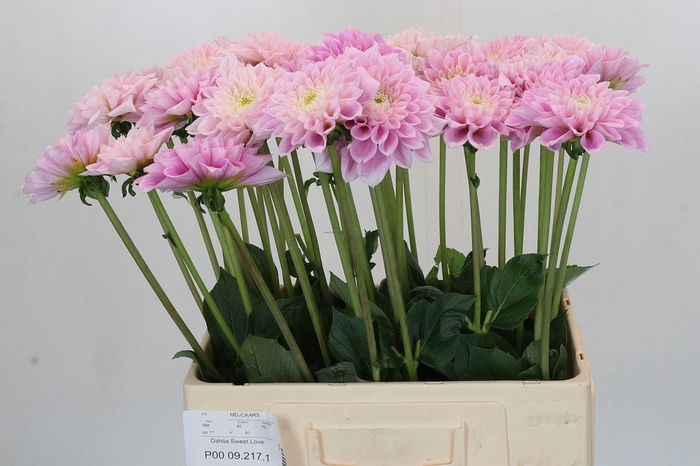 <h4>Dahlia Sweet Love</h4>
