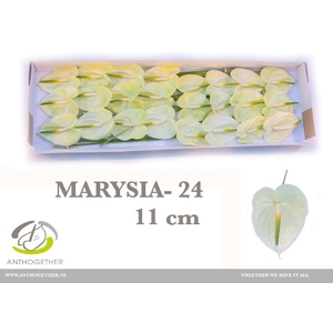 ANTH A MARYSIA 24 xl