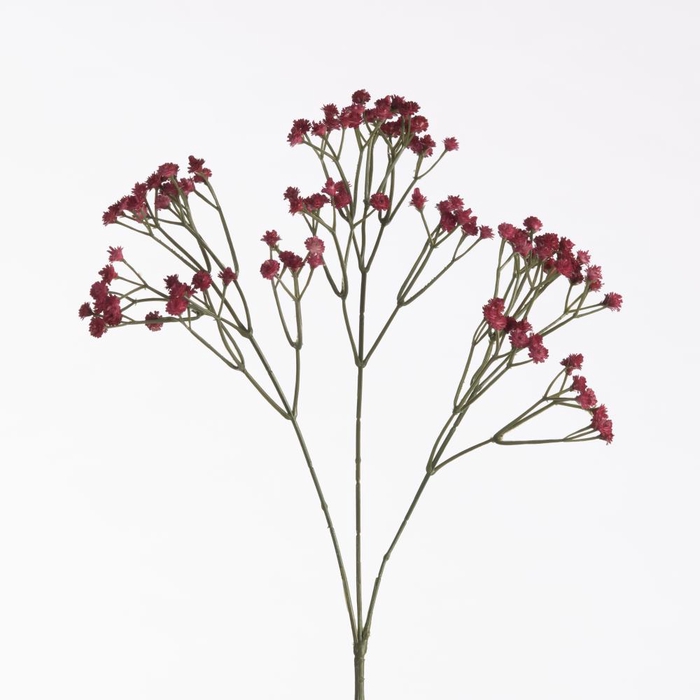 <h4>Af Gypsophila L69cm Beauty</h4>