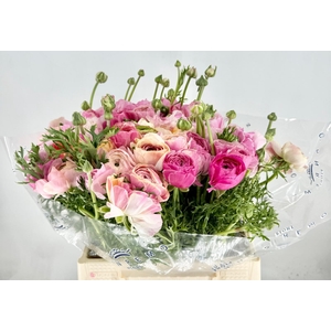 Ranunculus Clooney Lollipop Extra