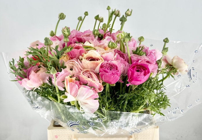 <h4>Ranunculus Clooney Lollipop Super</h4>