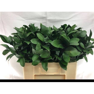 RUSCUS HYPOPHYLLUM