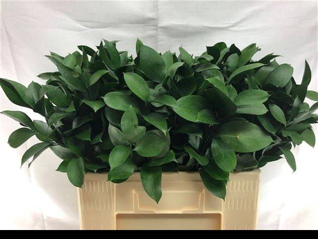 <h4>RUSCUS HYPOPHYLLUM</h4>