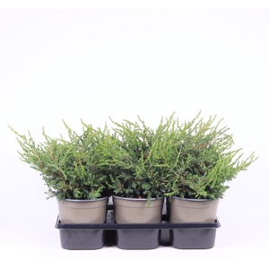 Juniperus communis 'Repanda'