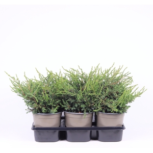 Juniperus communis 'Repanda'