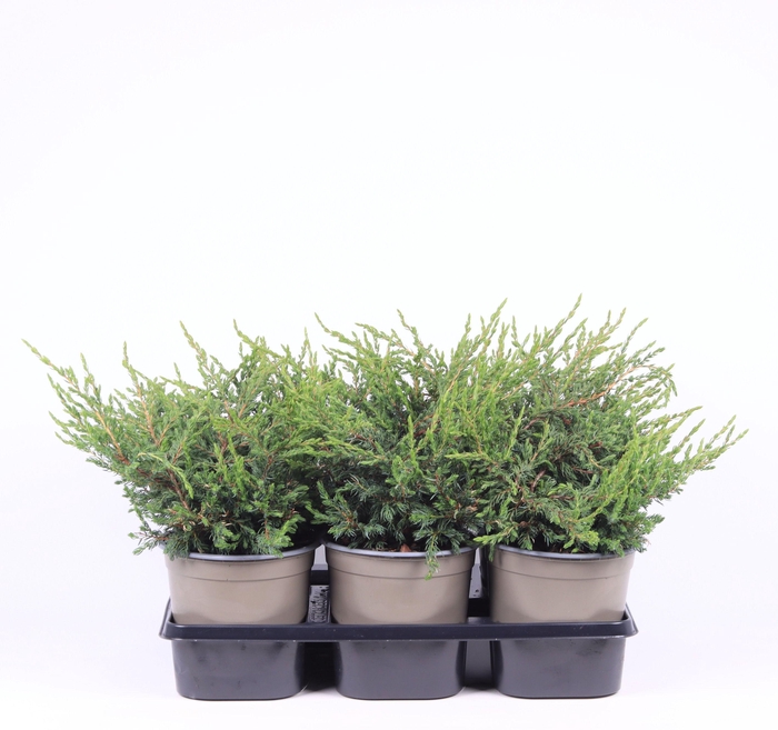 <h4>Juniperus communis 'Repanda'</h4>