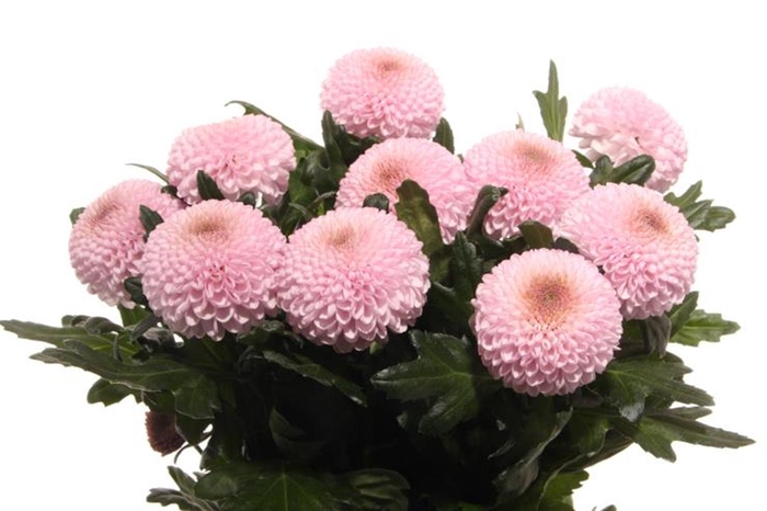 <h4>CHR G MOMOKO</h4>