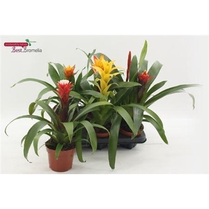 Bromelia Gem