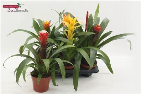 <h4>Bromelia Gem</h4>