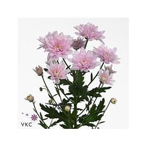 Chrys sp baltica pink