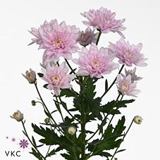 <h4>Chrys sp baltica pink</h4>