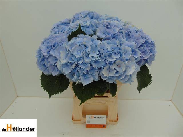 <h4>HYDR M CH VERENA BL</h4>
