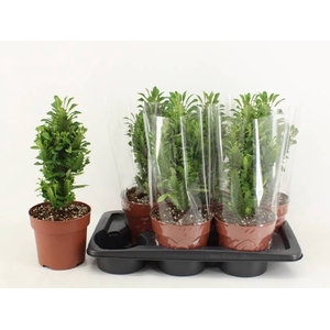 EUPHOR TRIGONA