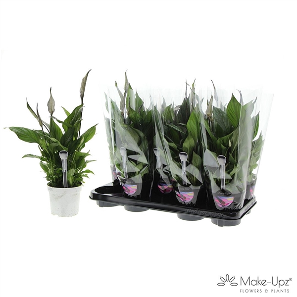 <h4>Spathiphyllum 13 cm Bellini Make Upz Zwart</h4>