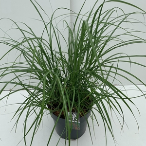 Graminées Miscanthus 'Flamingo'