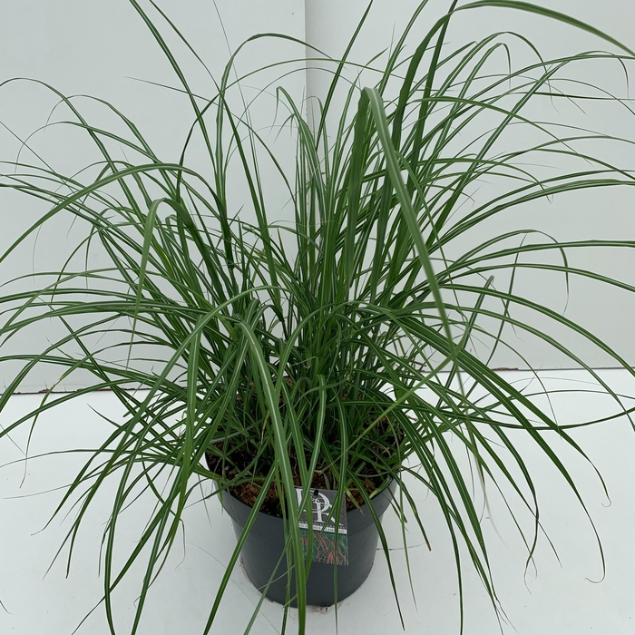 <h4>Graminées Miscanthus 'Flamingo'</h4>