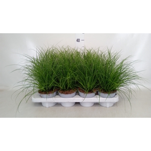 Carex brunnea