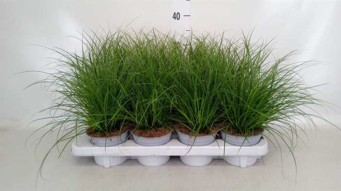 <h4>Carex brunnea</h4>