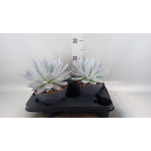 Echeveria  'Mexican Giant'