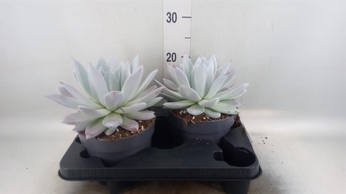 <h4>Echeveria 'Mexican Giant'</h4>