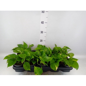Epipremnum pinn. 'Aureum'