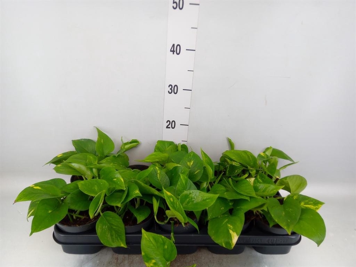 <h4>Epipremnum pinn. 'Aureum'</h4>