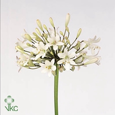 Agap White Beauty