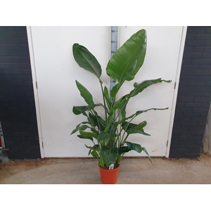 STRELITZIA REGINAE