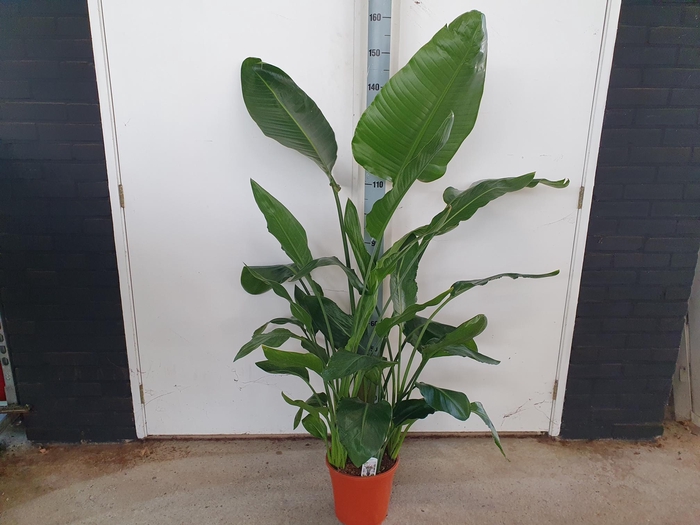 <h4>STRELITZIA REGINAE</h4>
