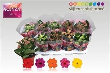 KAL GE GEM 5 KL