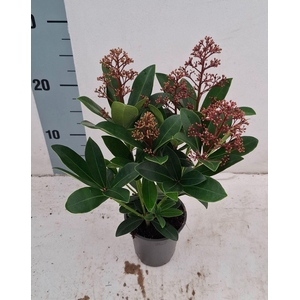 Skimmia japonica Rubella