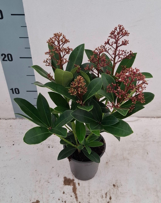 <h4>Skimmia japonica Rubella</h4>