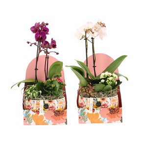 21830: Lovess arrangement