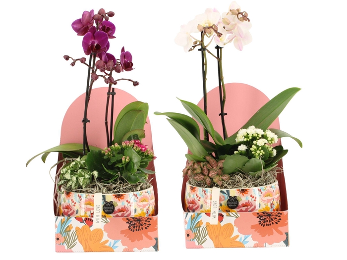 <h4>21830: Lovess arrangement</h4>